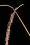 Woollyfruit sedge